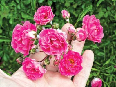 Family Heirloom Stories: 'Seven Sisters' Rose, 'Moneymaker' Tomato, Fernleaf Peony, and More Image